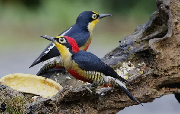 Picture birds, nature, pair, snag