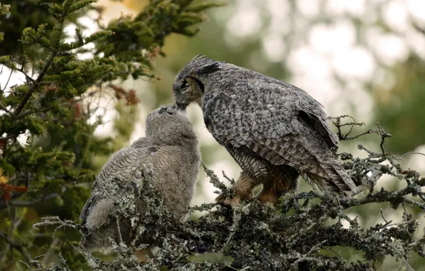 Birds, branches, owl, bird, two, needles, owl, owlet