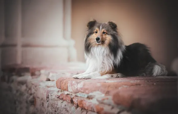 Picture dog, Sheltie, Shetland Sheepdog