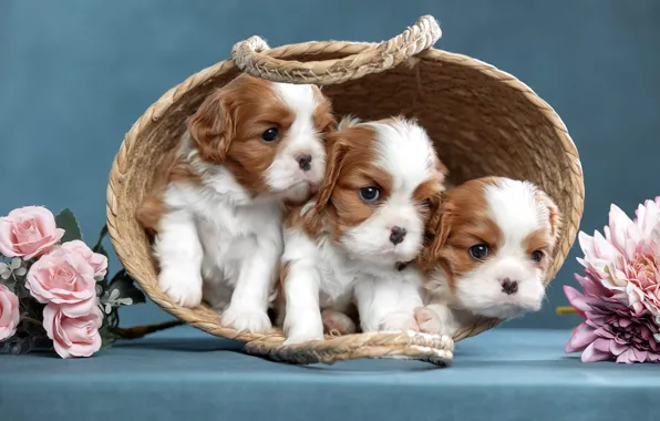 Dogs, flowers, background, puppies, basket, trio, Trinity, Cavalier-king-Charles-Spaniel