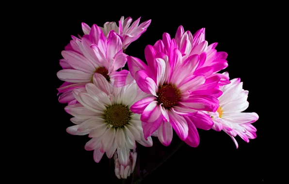 Picture flowers, black background, chrysanthemum