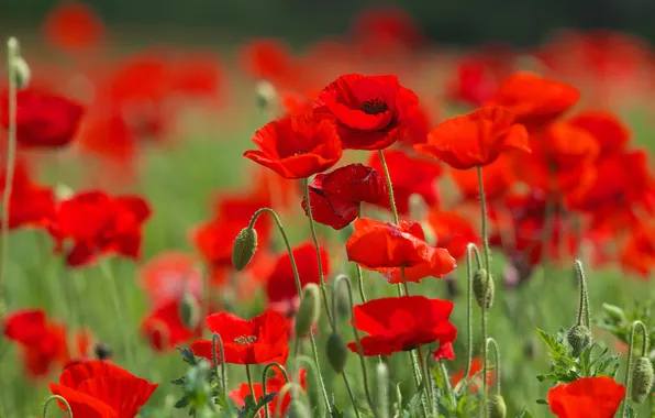 Summer, flowers, bright, Maki, meadow, red, bokeh, poppy field