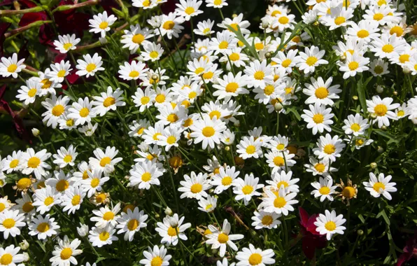 Flowers, the dark background, chamomile, garden, white, flowerbed, a lot, leucanthemum