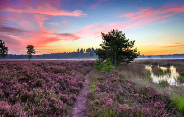 Picture field, fog, morning