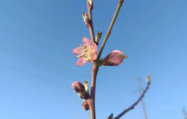 The sky, flowers, pink, branch, peach, April, spring 2018, meduzanol ©