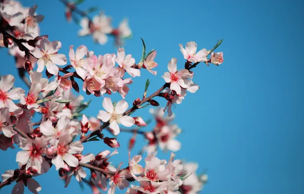 The sky, flowers, cherry, branch, blue, spring, petals, Sakura