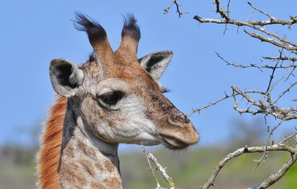 Branches, giraffe, face, horn