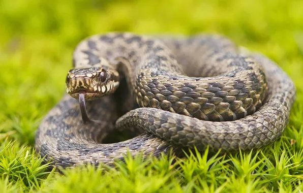 Picture language, grass, snake, scales, the adder