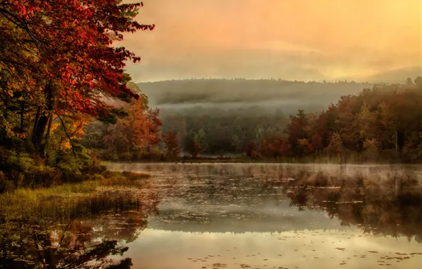 Trees, fog, lake, reflection, morning, mirror