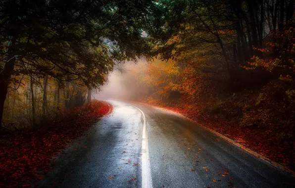 Road, autumn, forest