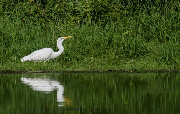 Birds, Heron, photohunt