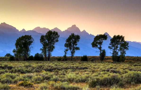 Grass, trees, mountains, sunrise, morning