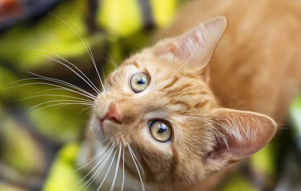 Cat, look, pose, kitty, red, plaid, face, view