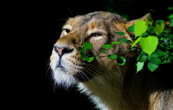 Picture greens, look, face, leaves, light, portrait, black background, lioness