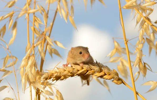Wheat, mouse, mouse, ears, cereals, vole, the mouse is tiny