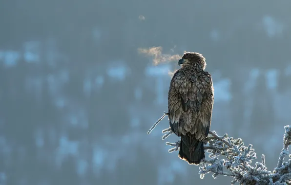 Winter, frost, look, bird, eagle, branch, breath, couples