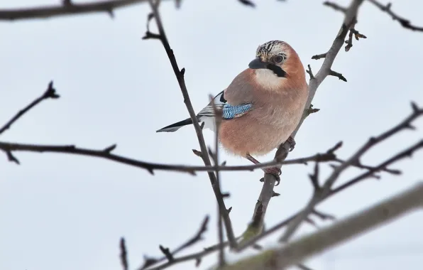 Winter, birds, nature, Jay