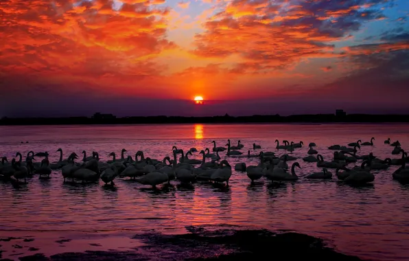 HORIZON, The SKY, CLOUDS, POND, SURFACE, SUNSET, PACK, BIRDS
