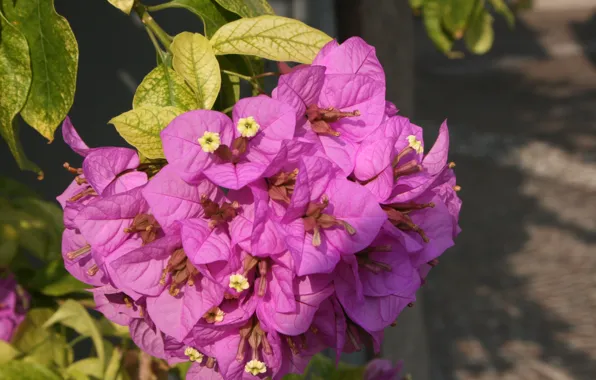 Picture Flowering, Pink flowers, bougainvillea, Flowering, Pink flowers