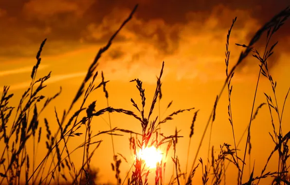 Picture the sky, sunset, spikelets