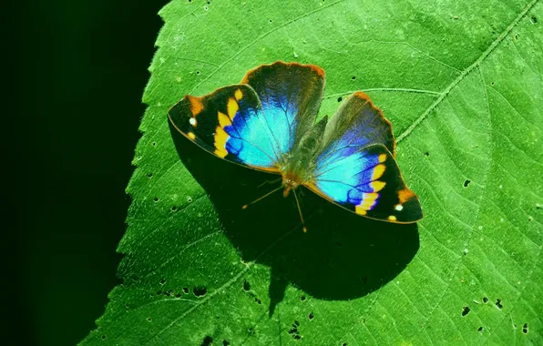 Sheet, microsemi, butterfly, wings, insect, beautiful, closeup