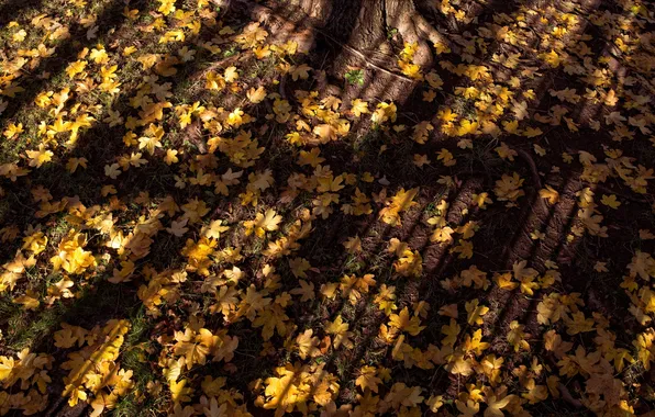 Picture leaves, light, shadow