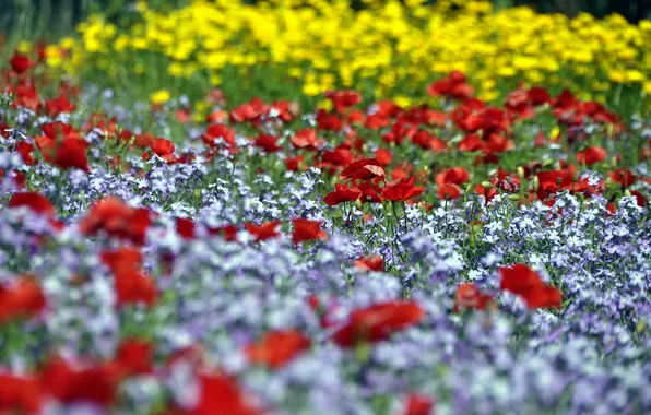 Picture flowers, glade, Maki, red, flowerbed, field