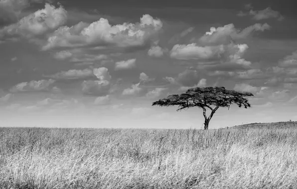 The sky, clouds, tree, the bushes, solar, Savannah