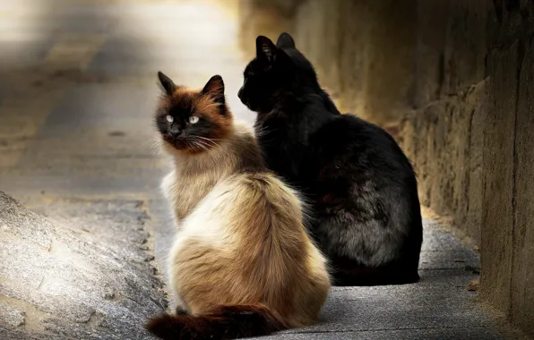Cats, background, street