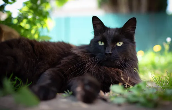 Picture cat, grass, cat, look, black, fluffy, lies, bokeh