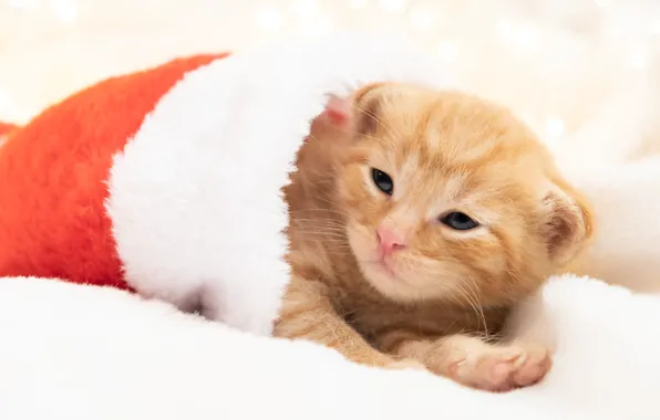 Cat, light, red, pose, kitty, legs, baby, red
