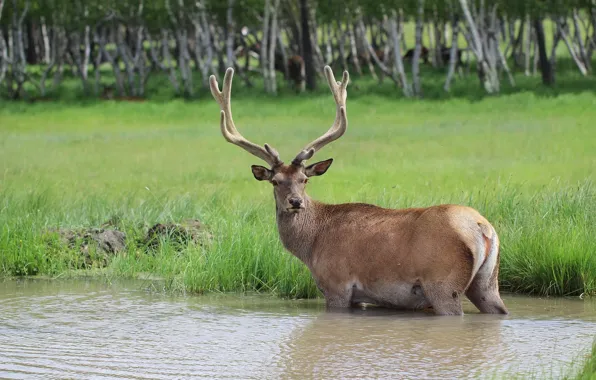 Picture forest, deer, drink