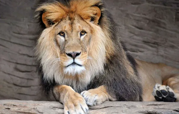 Predator, Leo, big cat