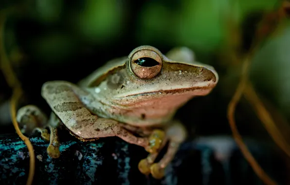 Wallpaper look, the dark background, frog, portrait for mobile and ...