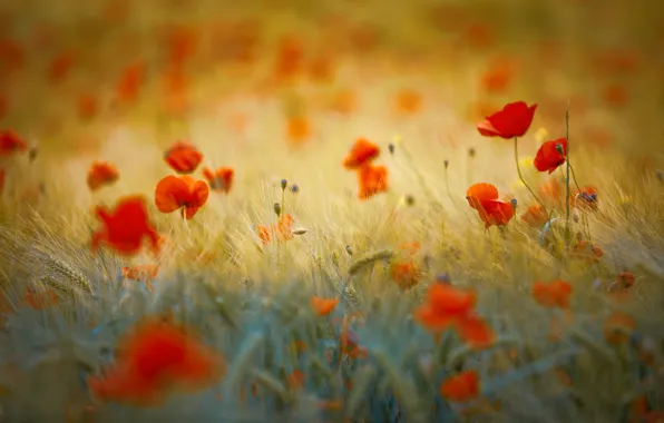 Summer, flowers, Maki, meadow, bokeh