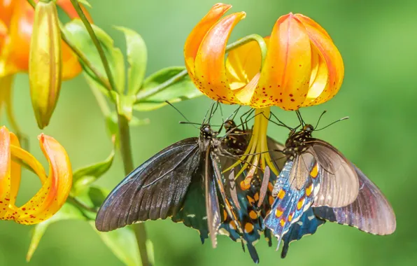 Flower, macro, butterfly, Lily, daylilies