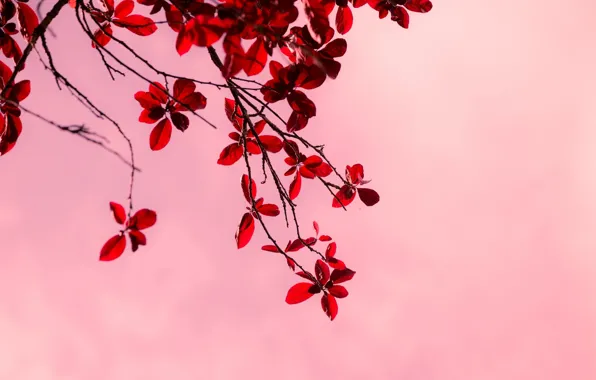 Leaves, macro, trees, branches, red, background, tree, pink