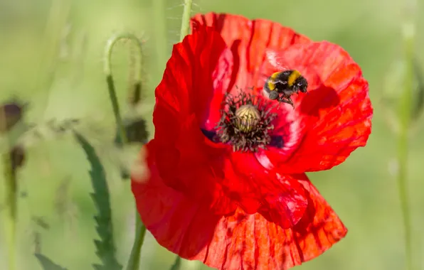 Macro, Mac, insect, bumblebee