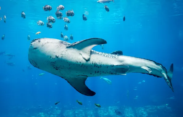Water, the ocean, shark
