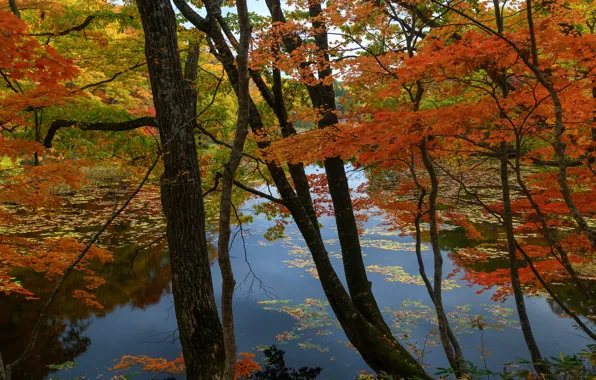 Picture autumn, forest, leaves, trees, orange, branches, red, pond