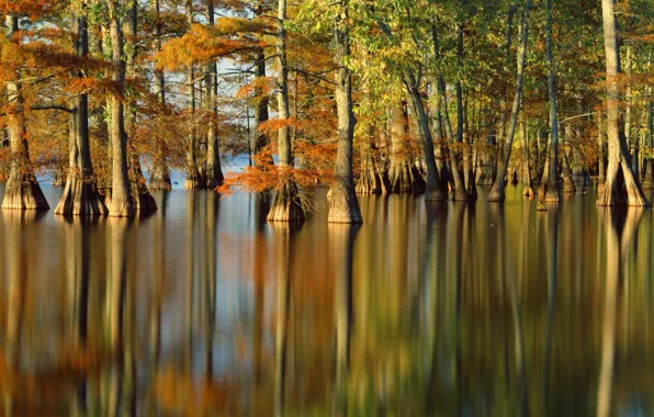 Picture autumn, water, trees, nature, river, photo