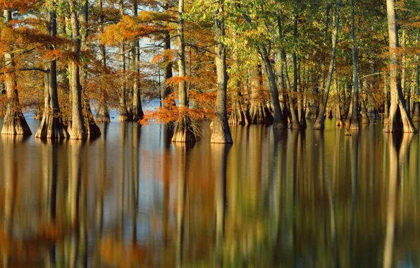 Autumn, water, trees, nature, river, photo