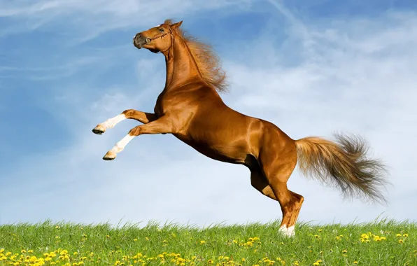 Field, grass, face, clouds, nature, background, horse, horse