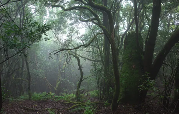 Picture forest, trees, nature, moss