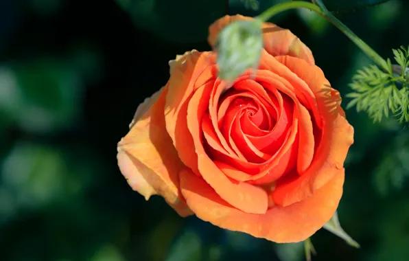 Picture roses, orange, the dark background, light, drops, buds
