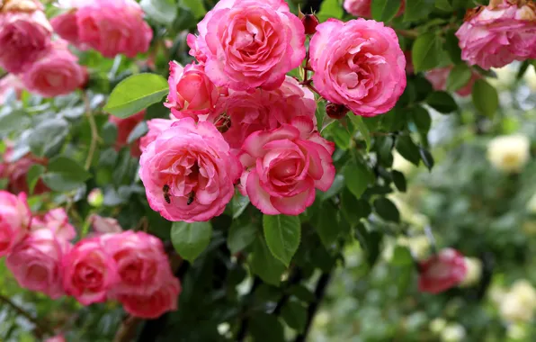 Roses, garden, bees, pink, a lot, bokeh, rose Bush