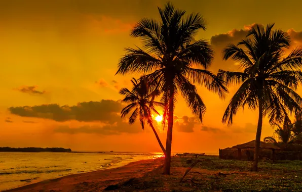 Sea, sunset, palm trees, shore, Sri Lanka