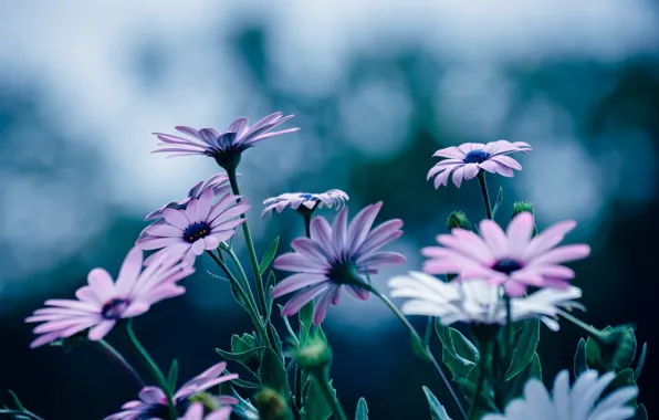 Flowers, petals, a lot, Osteospermum