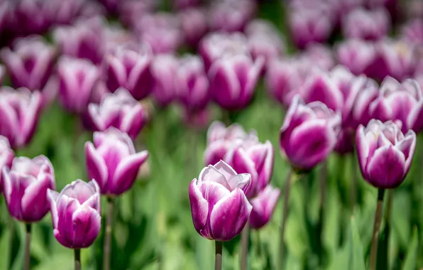 Flowers, blur, tulips, pink, flowerbed, bokeh