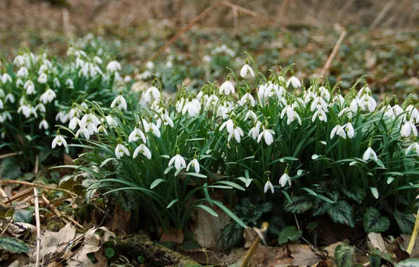 Flowers, glade, spring, snowdrops, white, a lot, bushes